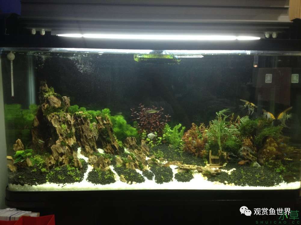 谦虚的新人晒一晒1米缸，“建缸”VS45天后（内涵多张细节图和详解！）