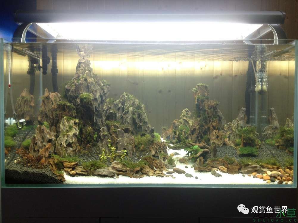 谦虚的新人晒一晒1米缸，“建缸”VS45天后（内涵多张细节图和详解！）