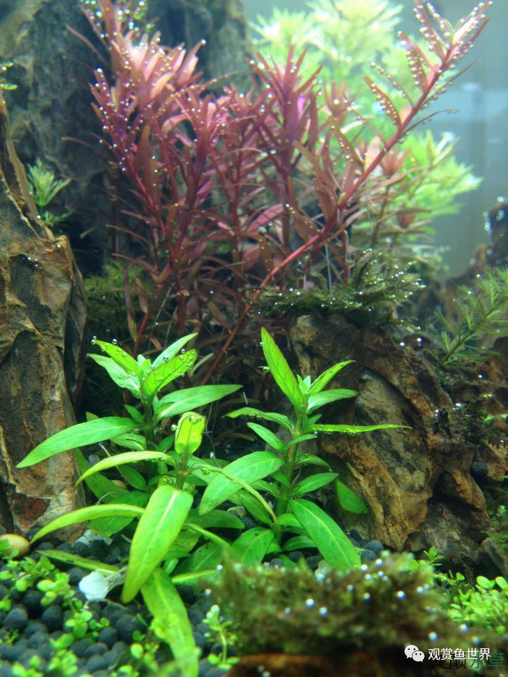 谦虚的新人晒一晒1米缸，“建缸”VS45天后（内涵多张细节图和详解！）