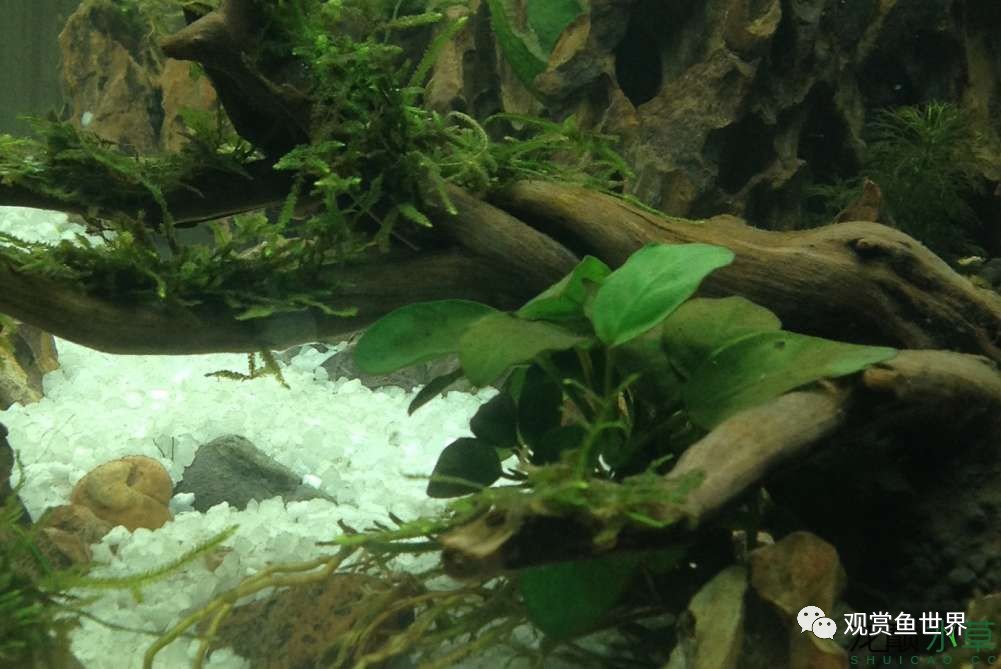 谦虚的新人晒一晒1米缸，“建缸”VS45天后（内涵多张细节图和详解！）