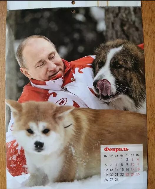 普京日历,普京和狗狗温馨图片