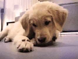 爱宠物丨怎样鉴别金毛犬年龄?泰迪犬毛量少怎么办?