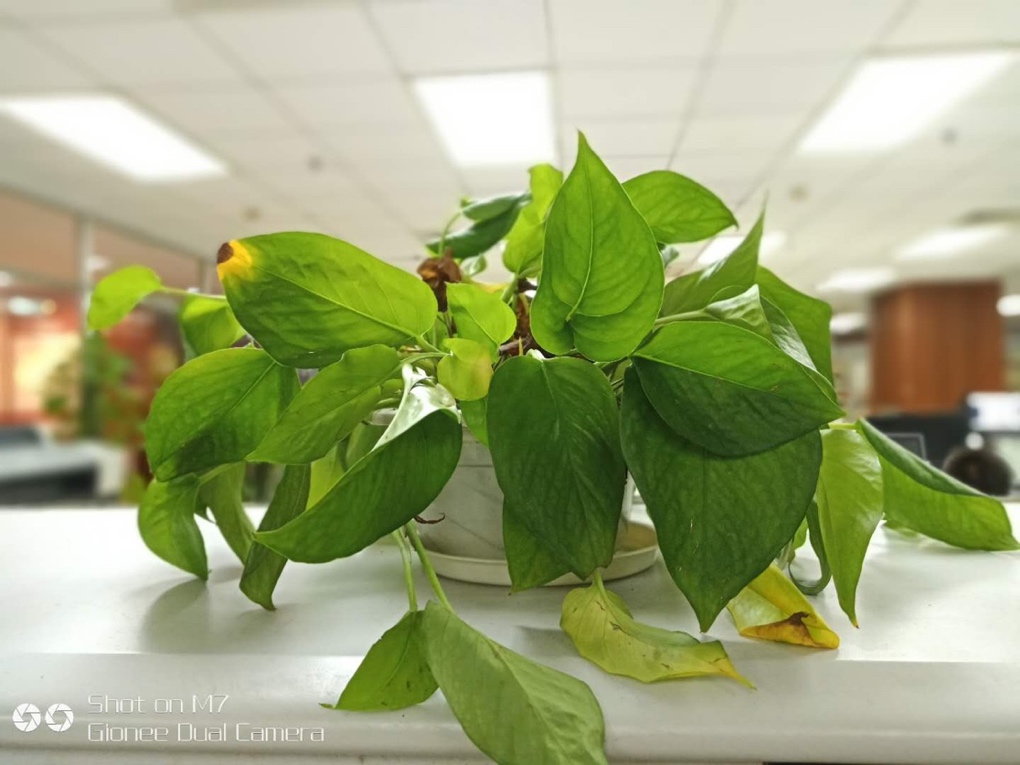 金立m7测评,金立m7怎么样了