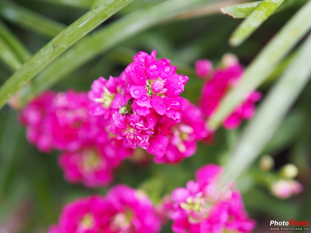 奥林巴斯45mmf1.8效果,奥林巴斯45f1.2测评