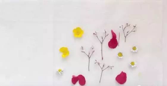 精致手工干花教程,100种干花切法图解