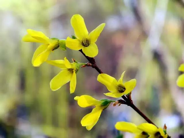 山西绛县连翘花在哪里,绛县看连翘花的地方