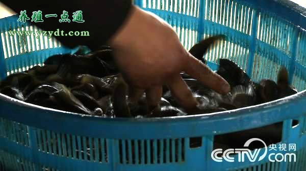 特色养殖养泥鳅助增收,洛阳泥鳅养殖致富路