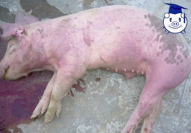 治疗猪高热病的三大忌讳，夏季将至此病不可不防！