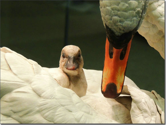 “china”这点事儿：有钱人都在用什么喝茶？