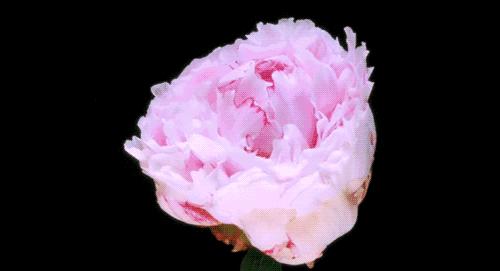 冷知识干货科普植物 (植物大战僵尸2冷门知识)