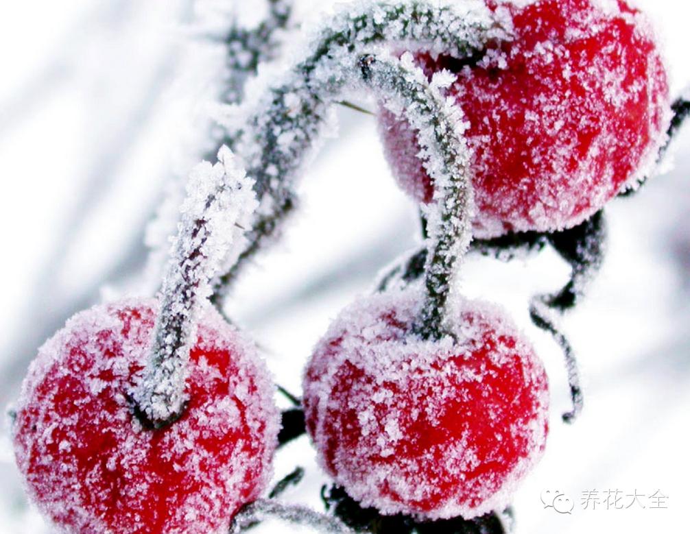 冷知识干货科普植物 (植物大战僵尸2冷门知识)