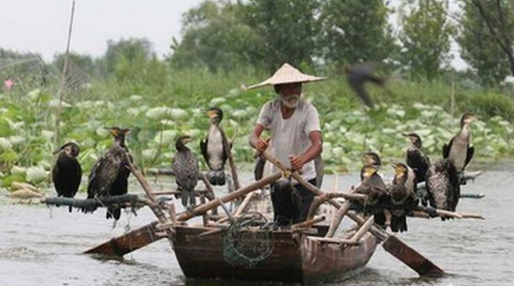 荷花是我国国花吗,印度为什么把荷花称为国花