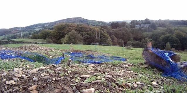 农场野兔,农场野兔泛滥