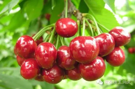 白鹿原采摘大樱桃,去白鹿原采摘樱桃