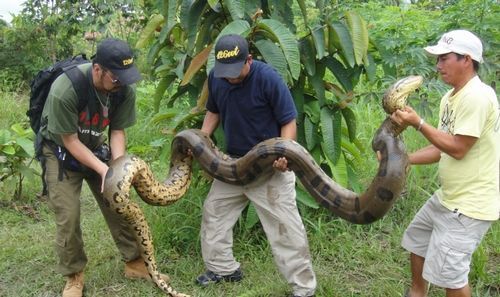 亚马逊绿森蚺电影,亚马逊沼泽巨型绿森蚺