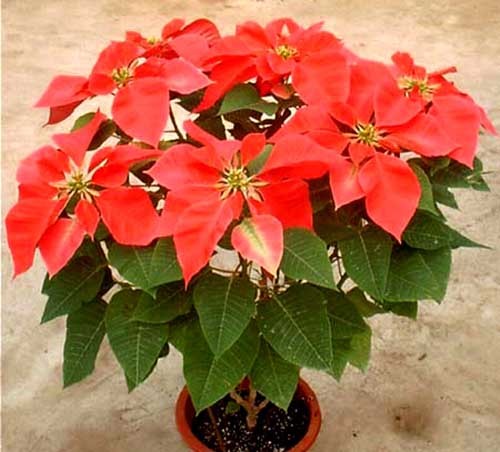 夏季花卉大棚降温最好的方法,夏季室外盆栽怎么降温