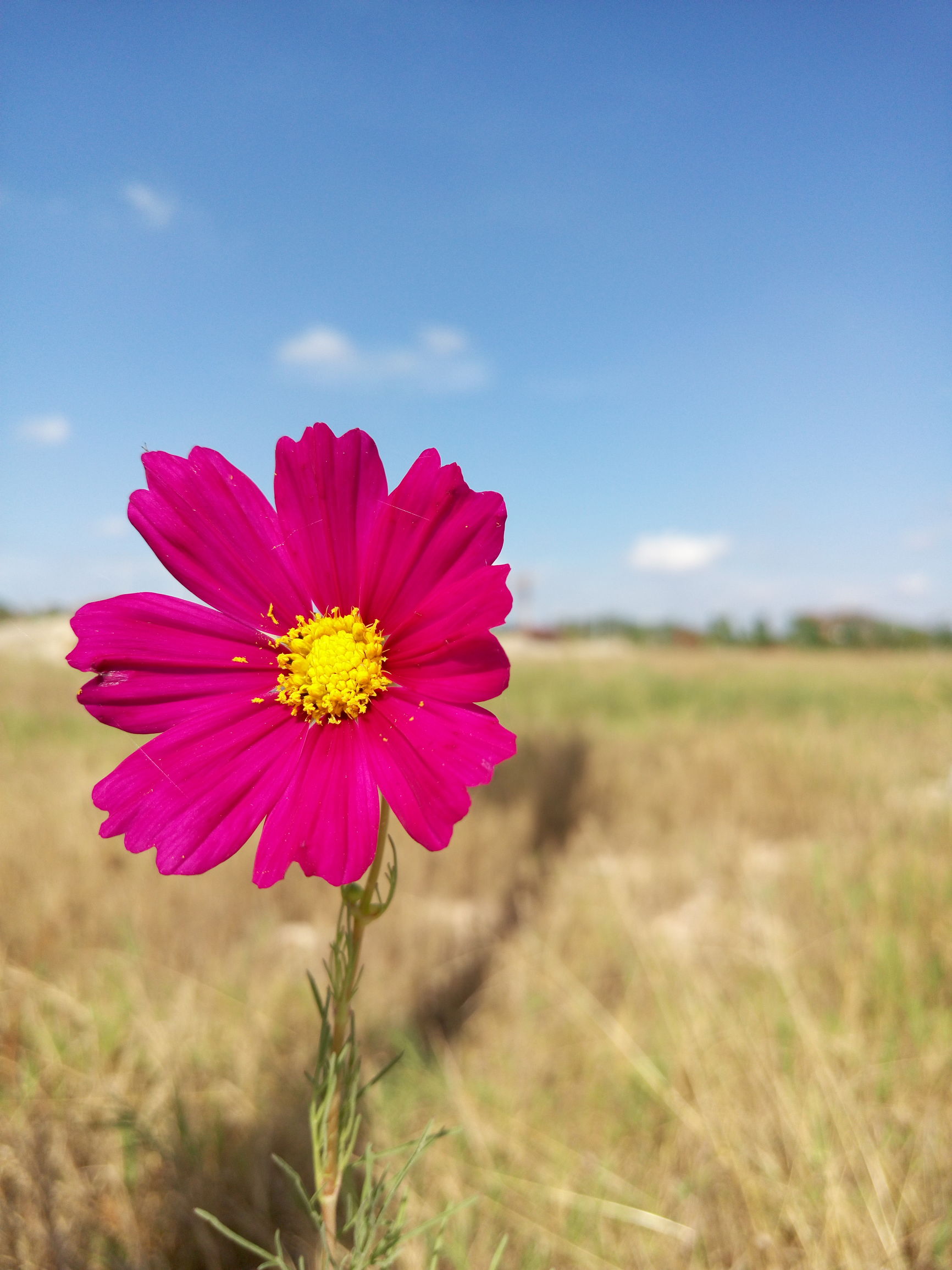 金立翻盖手机w909哪年上市,金立翻盖款w919开箱