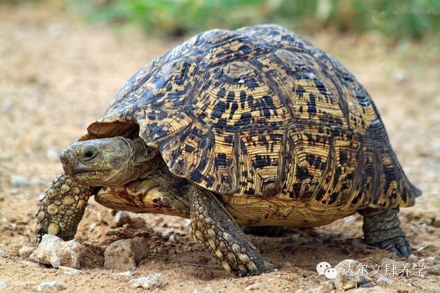 达尔文的象龟,达尔文进化岛最终进化形态