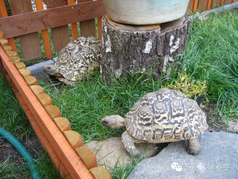 达尔文的象龟,达尔文进化岛最终进化形态