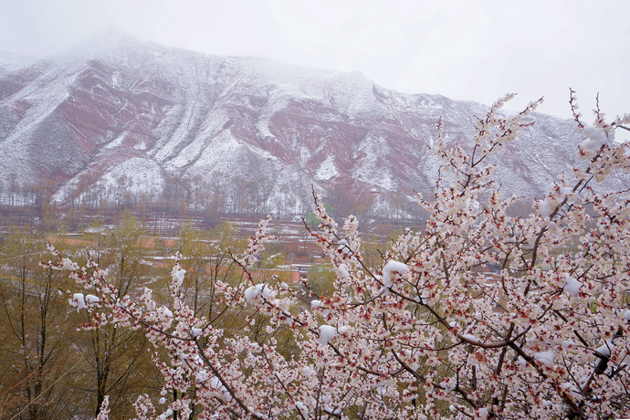 醉美四月天翻唱,醉美贵德