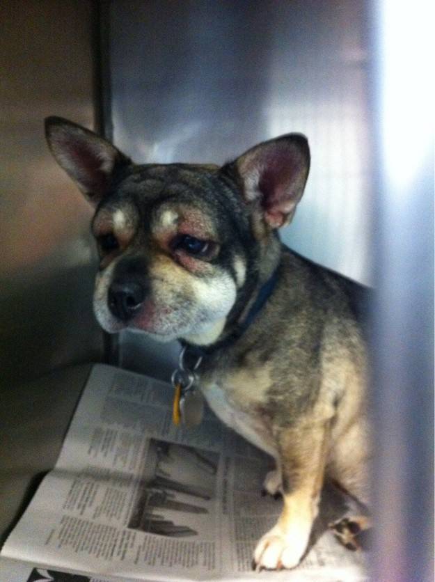 被蜜蜂蛰了的狗狗让人心疼又好笑,最近网上爆火的被蜜蜂蛰了的狗狗