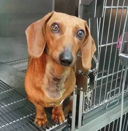 被蜜蜂蛰了的狗狗让人心疼又好笑,最近网上爆火的被蜜蜂蛰了的狗狗