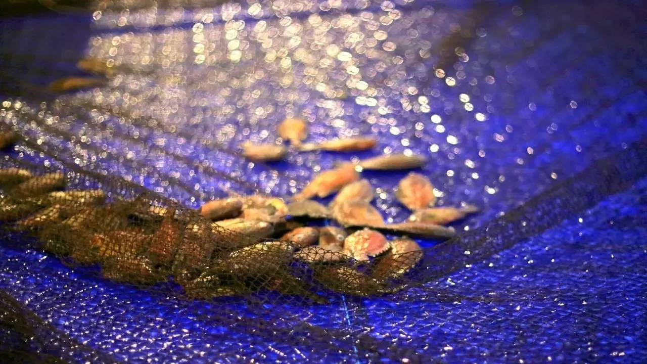 全过程记录，揭秘廉价济州岛跟团游背后的真相