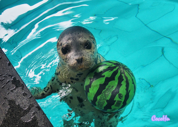 中南百草动物园,中南百草园萌宠乐园