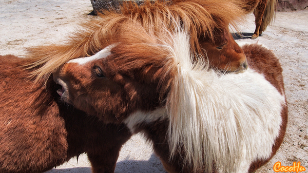中南百草动物园,中南百草园萌宠乐园