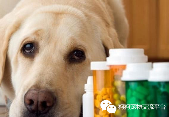 爱犬的初步训练方法,猫滴了体外驱虫药注意事项