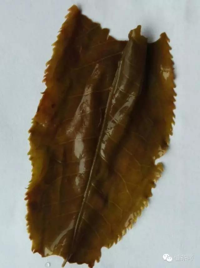 易武普洱茶特点和口感,易武普洱茶常识15条