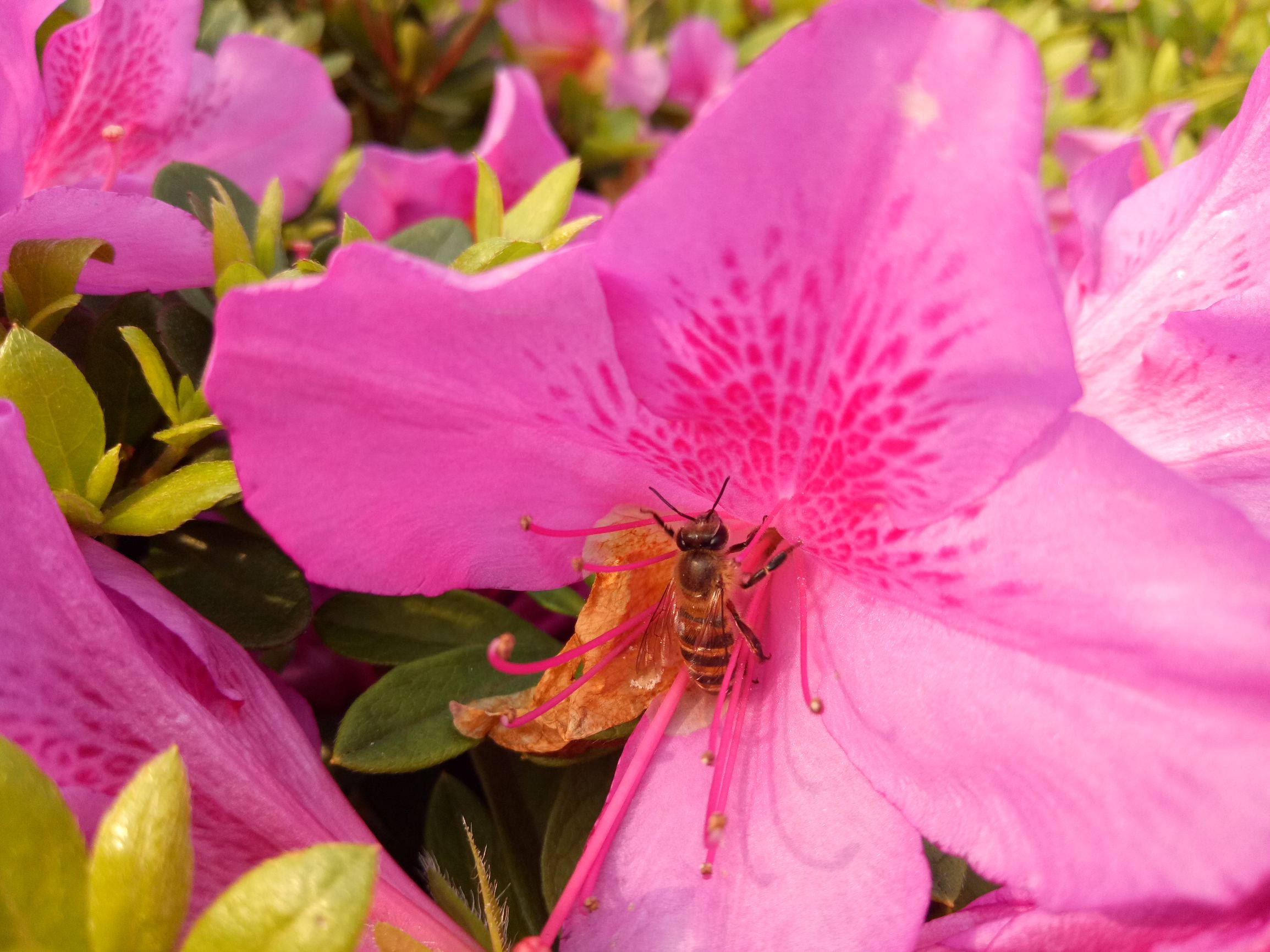 杨幂李易峰代言的手机oppo,李易峰代言oppo手机现在的价格