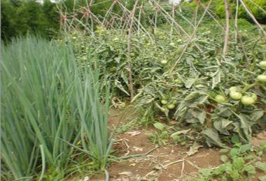 北方人都吃哪些面食,北方人吃的面食有哪些