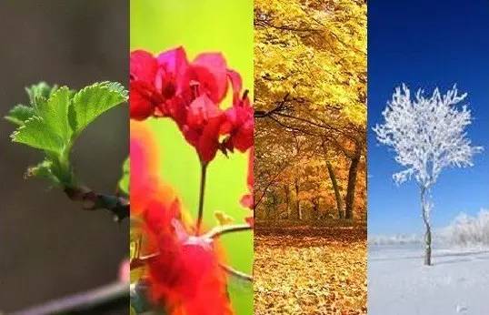 变色龙白天出没还是晚上出没,变色龙晴天出没