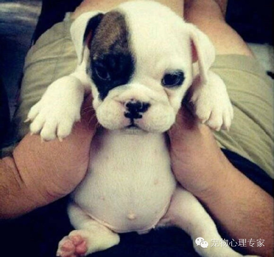 狗狗呕吐腹泻用什么药治疗,狗狗吃了骨头呕吐腹泻怎么办