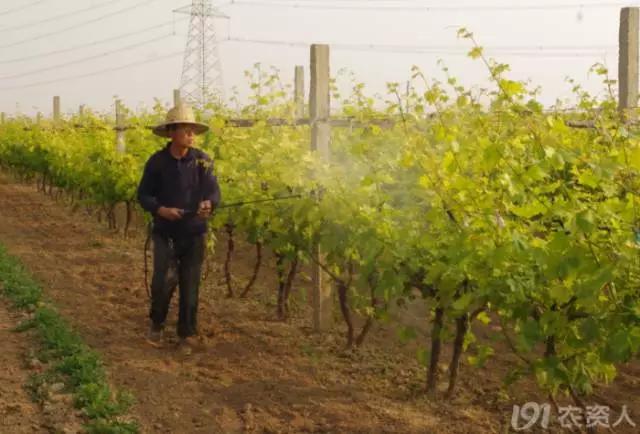 葡萄大小粒的原因及治疗方法,治葡萄大小粒的药