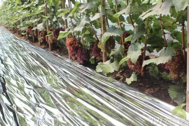 葡萄大小粒的原因及治疗方法,治葡萄大小粒的药