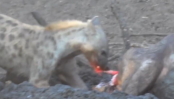 鬣狗活吃水牛,掏肛致肠子外露,头伸进肚子,满脸鲜血,血腥吓人