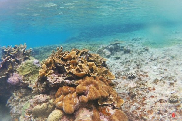 珊瑚海日本,陪你去看海底世界