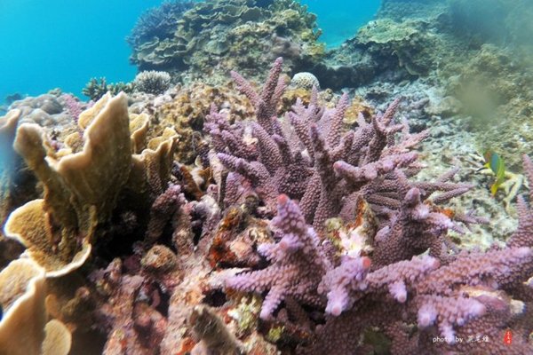 珊瑚海日本,陪你去看海底世界