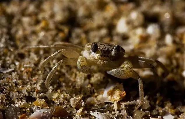 佛山附近比较坑的旅游小岛,佛山周边海岛游推荐小众