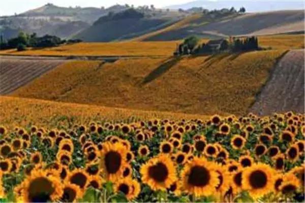 出境旅游需要身份证,出国游玩身份证办理