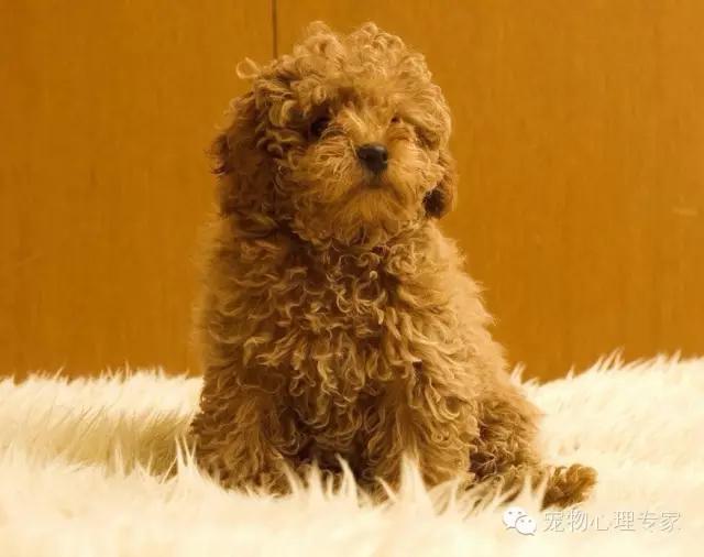 细谈“万骑王”泰迪——骑遍天下万物，一骑定乾坤！