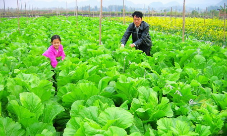 蔬菜的营养与人体健康,附带蔬菜等级分类,吃的明明白白