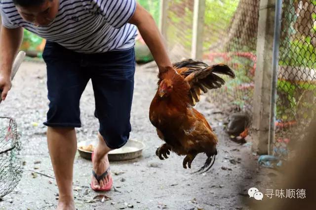 吃正宗清远鸡阳山,正宗阳山清远鸡