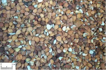 跟我识中药|止咳平喘,润肠通便苦杏仁