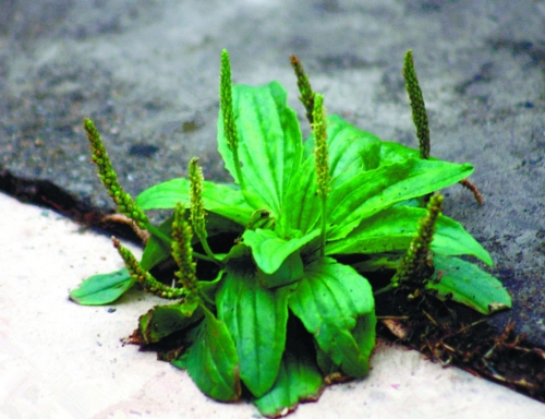 野菜无毒无害,野菜纯天然的绿色蔬菜