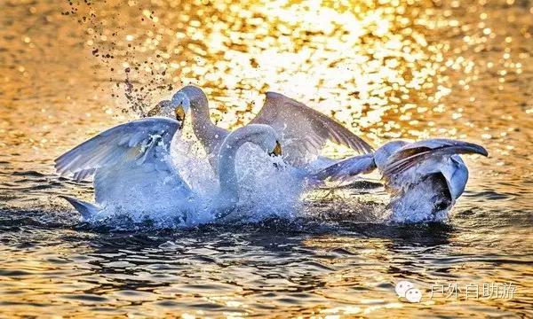高原反应的症状及缓解的方法,高原反应的症状及治疗