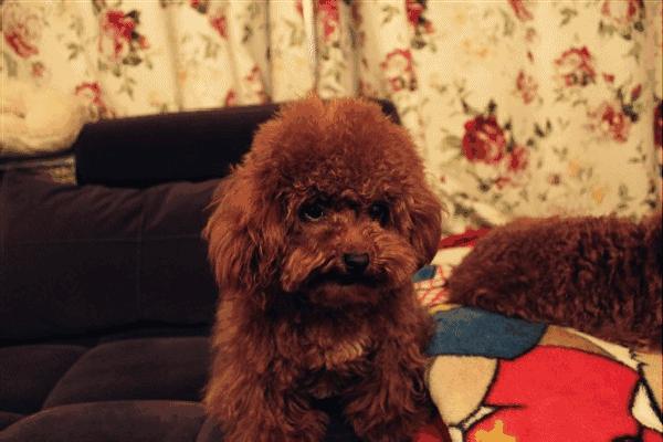 爱宠物丨怎样鉴别金毛犬年龄?泰迪犬毛量少怎么办?