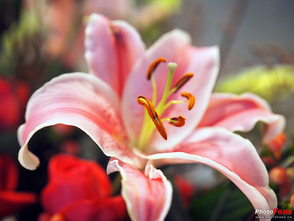 奥林巴斯45mmf1.8效果,奥林巴斯45f1.2测评